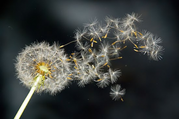 Dandelion