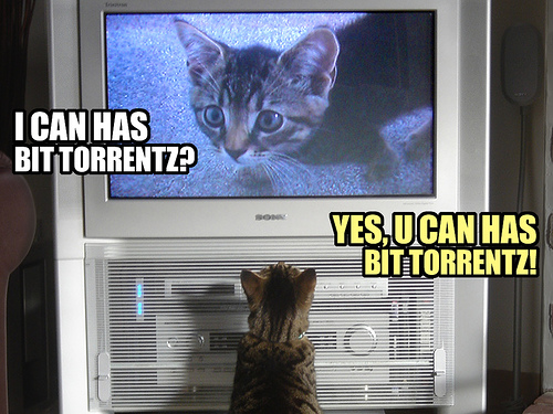 Bit Torrent Catz