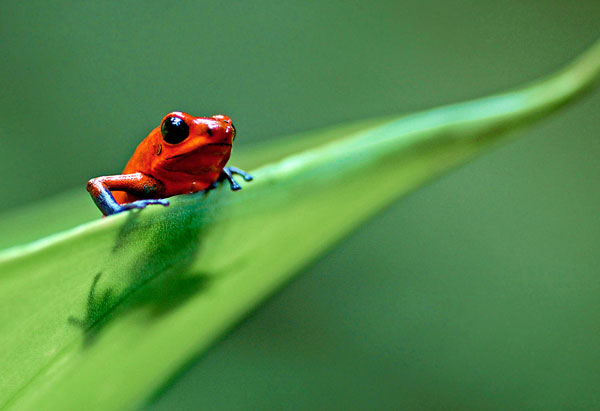 Strawberry Poison-dart frog