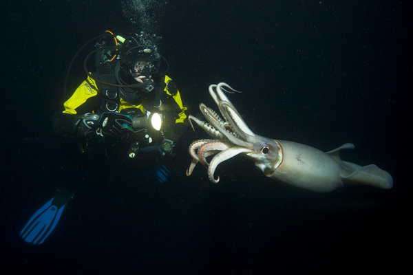 The Humboldt Squid