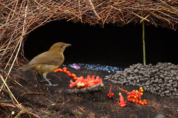 Vogelkop bowerbird