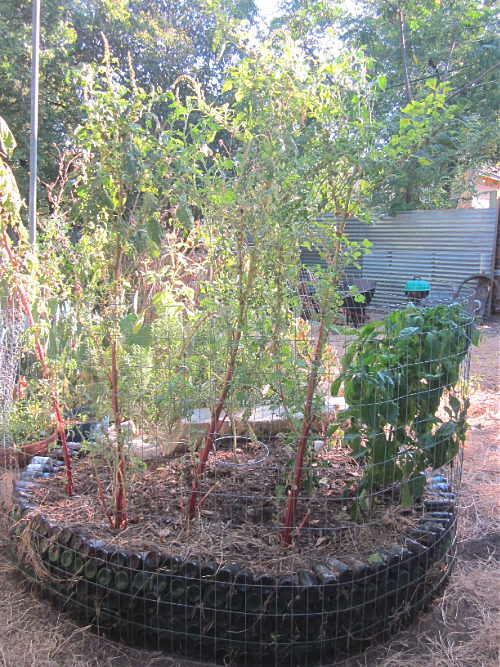 Amaranth greens