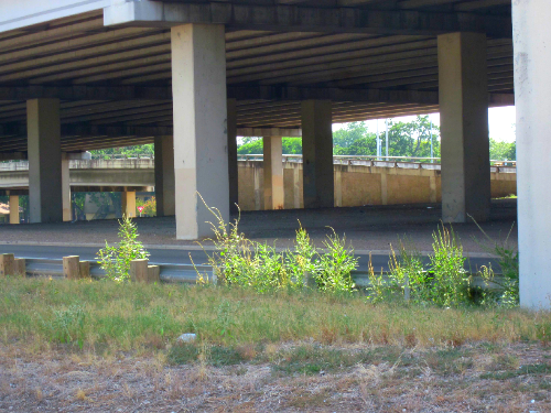 Highway pigweed