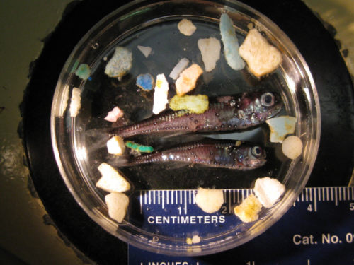 Lanternfish and Plastic