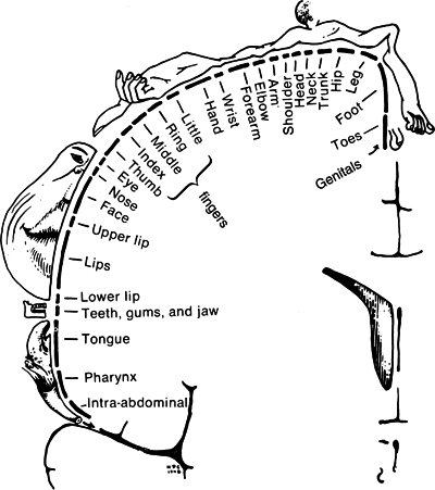 The Sensory Homunculus