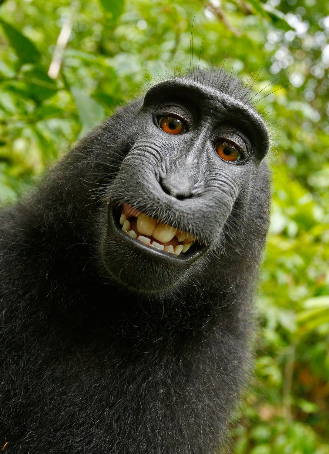 Macaque Selfie